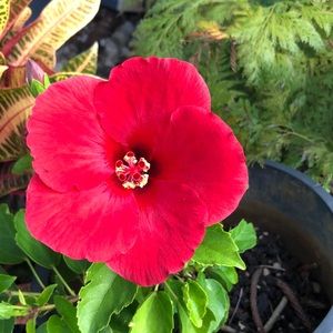 Meet your Posher, Laurie